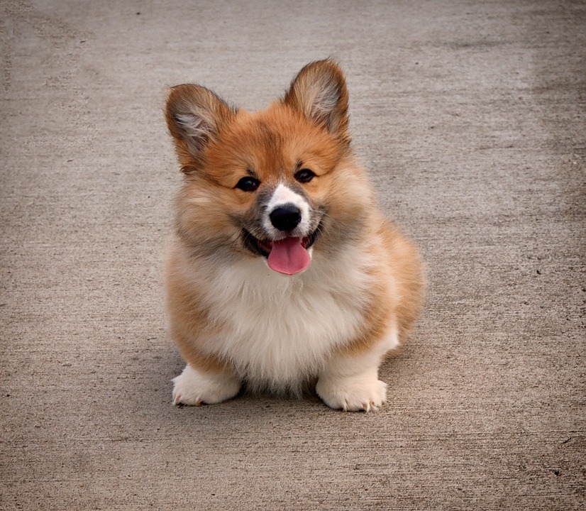 An image of a corgi puppy